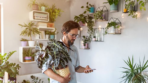 Pflanzen online kaufen: Die 5 besten Anbieter